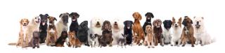 Dog Picture 