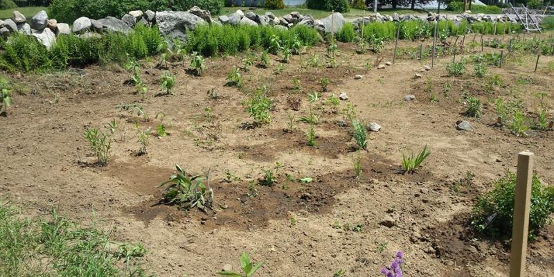 Demonstration Pollination Plot Planted by TAC Members