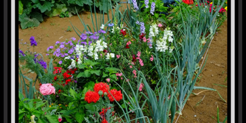 Garden Pic 6